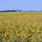 Soybean crop continues to grow year over year