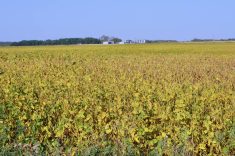 Soybean crop continues to grow year over year