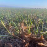 The addition of winter wheat into a crop rotation can increase corn yields by four or five per cent under conventional tillage, particularly in dry years.
