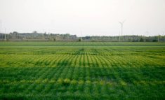 Crop share agreements more attractive due to tight margins