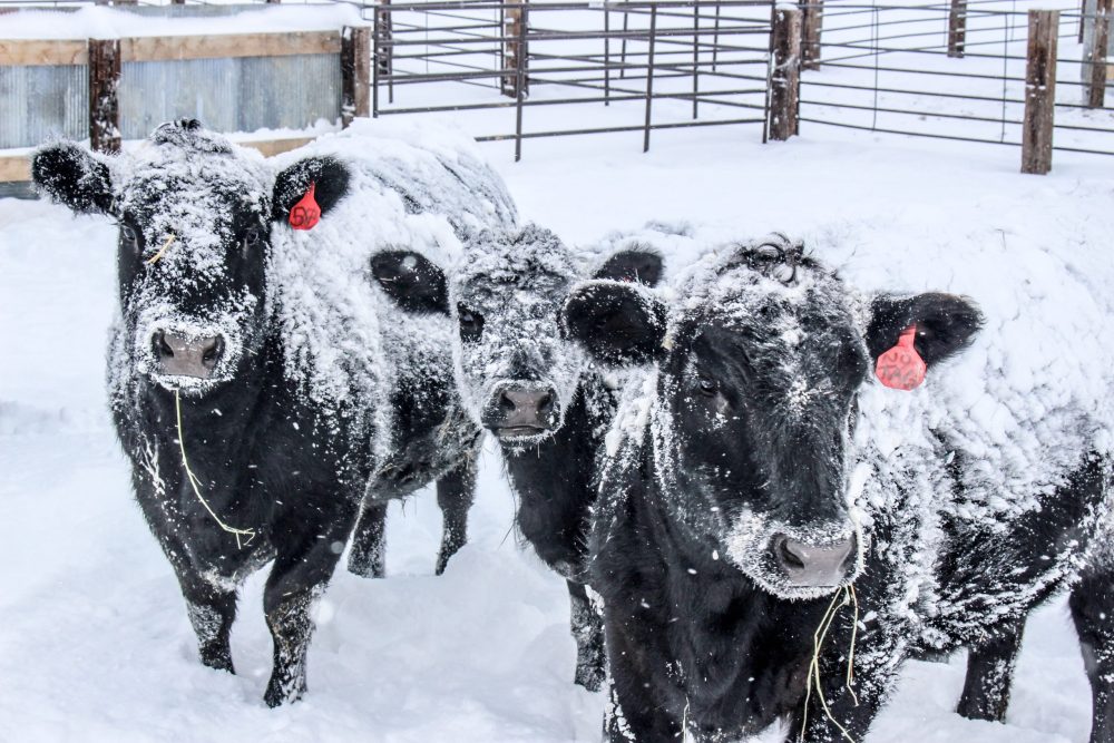 Photo: Michelle Erickson-Jones/iStock/Getty Images
