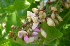 Pongamia pinnata. Photo: University of Florida