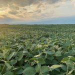 Double crop soybeans start growing half way through the season, so their yield potential is low.