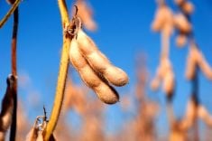 Close-up on a ripe soybean pod.