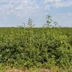 Waterhemp is a good example of
how the mechanism responsible for herbicide resistance can be quite variable.