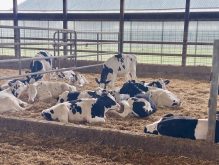 Although it’s not as practical on farms, grouping calves before weaning can reduce the number of stressors on them, as they’re being introduced to grain.