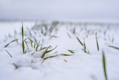 File photo of winter wheat plants in snow. (Volodymyr Shtun/iStock/Getty Images)