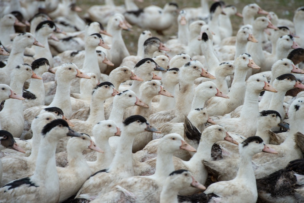 File photo of ducks on a farm at Gironde in southwestern France. (Esperanza33/iStock/Getty Images)
