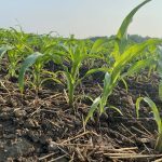 Corn is exported from Ontario, but the volume depends on the year.