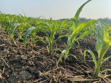 Corn is exported from Ontario, but the volume depends on the year.