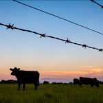 Throughout history, barbed wire has been important in protecting range rights. Photo: Jacqueline Nix/iStock/Getty Images Plus