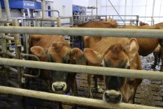 Jersey cows wait to enter a milking robot on an Ontario farm.
