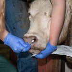 A researcher collects samples from feedlot cattle to track bovine respiratory disease. PHOTO: TEXAS A&M