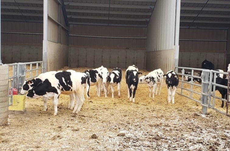 Dairy eifers raised in an open-front facility.