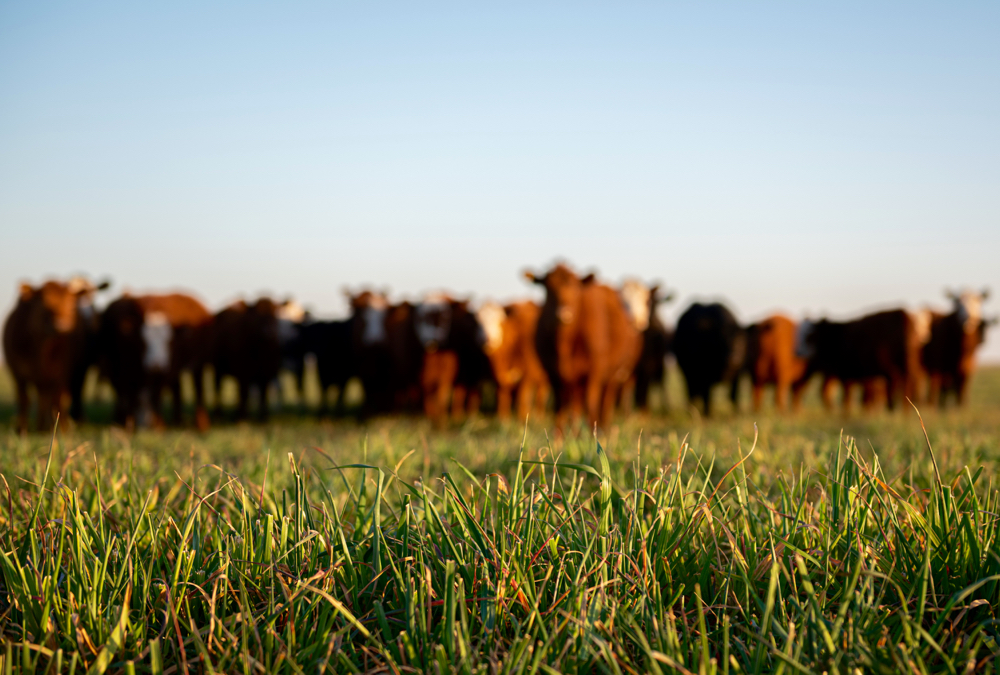 Photo: iStock/Getty Images Plus
