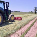 A view of the roller-crimped rye crop.