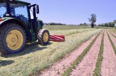 A view of the roller-crimped rye crop.