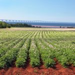 File photo of a P.E.I. potato field against the backdrop of the Confederation Bridge. (Onepony/iStock/Getty Images)