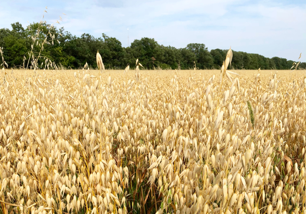 Producers with early contracts received good prices, especially for organic crops such as oats and flax. Photo: File/Greg Berg
