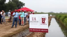 Photo: U of A System Division of Agriculture/Mary Hightower