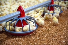 chicks at a feeder in a poultry barn