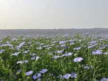 Growers should flax interest amid canola turmoil