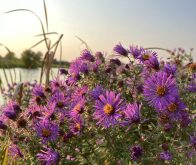 Expanding Ontario’s native seed production