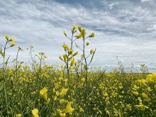 Chinese tariffs have been applied at a rate of 100 per cent on canola oil, meal and peas and 25 per cent tariffs on some pork, fish and seafood products.
