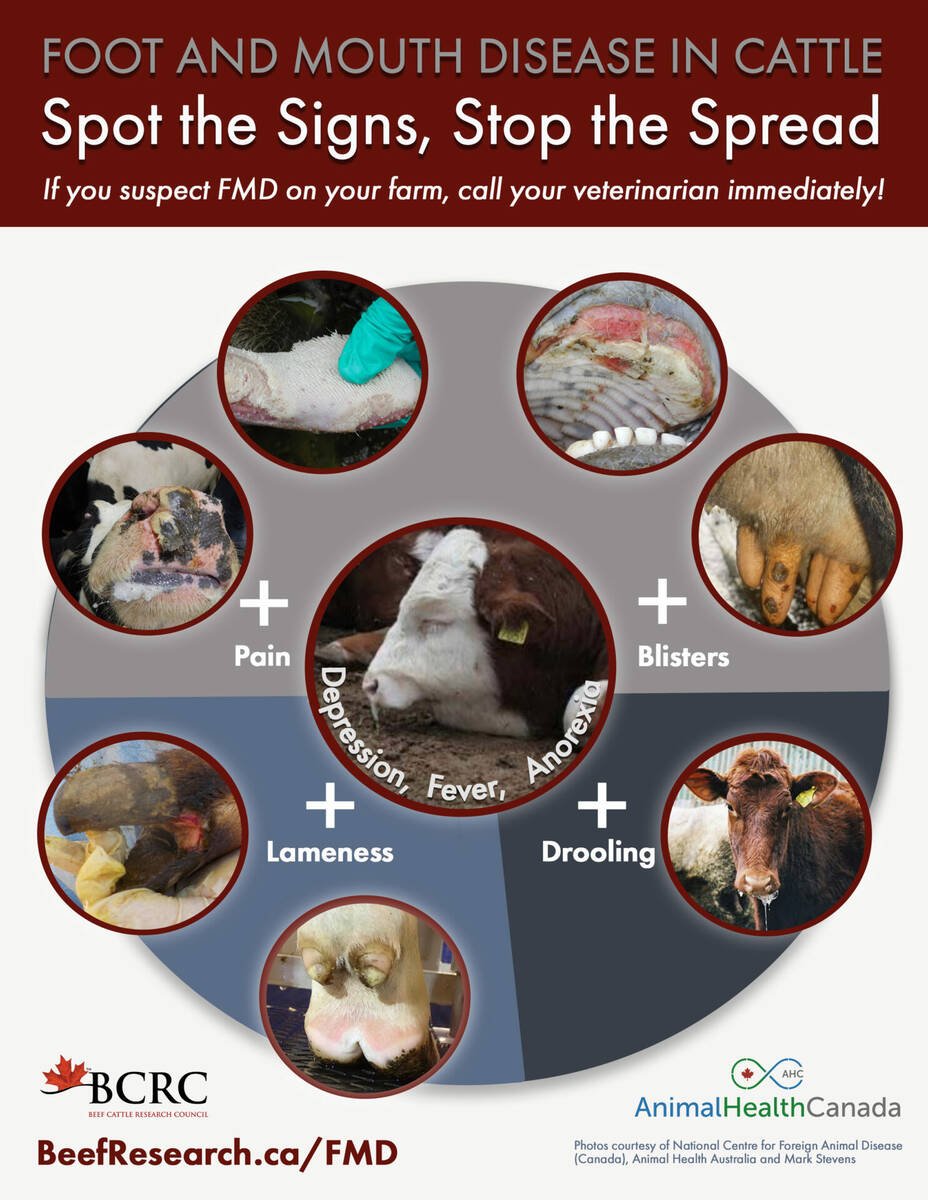 This poster runs down the signs and symptoms of foot and mouth disease. 