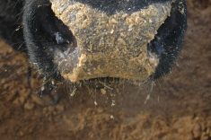 Ottawa may deregulate ag sector
