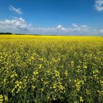 ICE canola weekly outlook: Future cloudy for futures