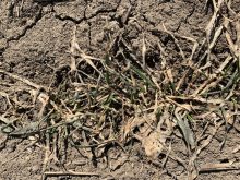 Record snowfall raises risk of snow mould across the province