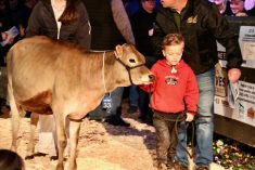 Brooks Markus, whose stays in a London hospital inspired his parents to start the Calves for a Cause sale at the Canadian Dairy Xpo, leads Lot 33 Liberty Gen Chocolate Mousse in the sales ring.