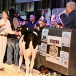 Calves were led through the ring by young people at the 2025 Calves for a Cause sale at the Canadian Dairy Xpo. The sale raised funds for the Children’s Health Foundation in London.