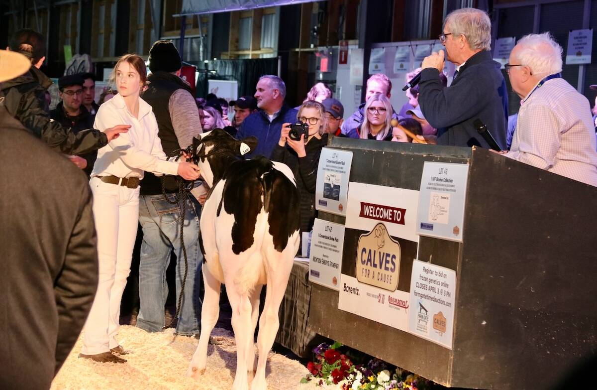 Calves were led through the ring by young people at the 2025 Calves for a Cause sale at the Canadian Dairy Xpo. The sale raised funds for the Children’s Health Foundation in London.
