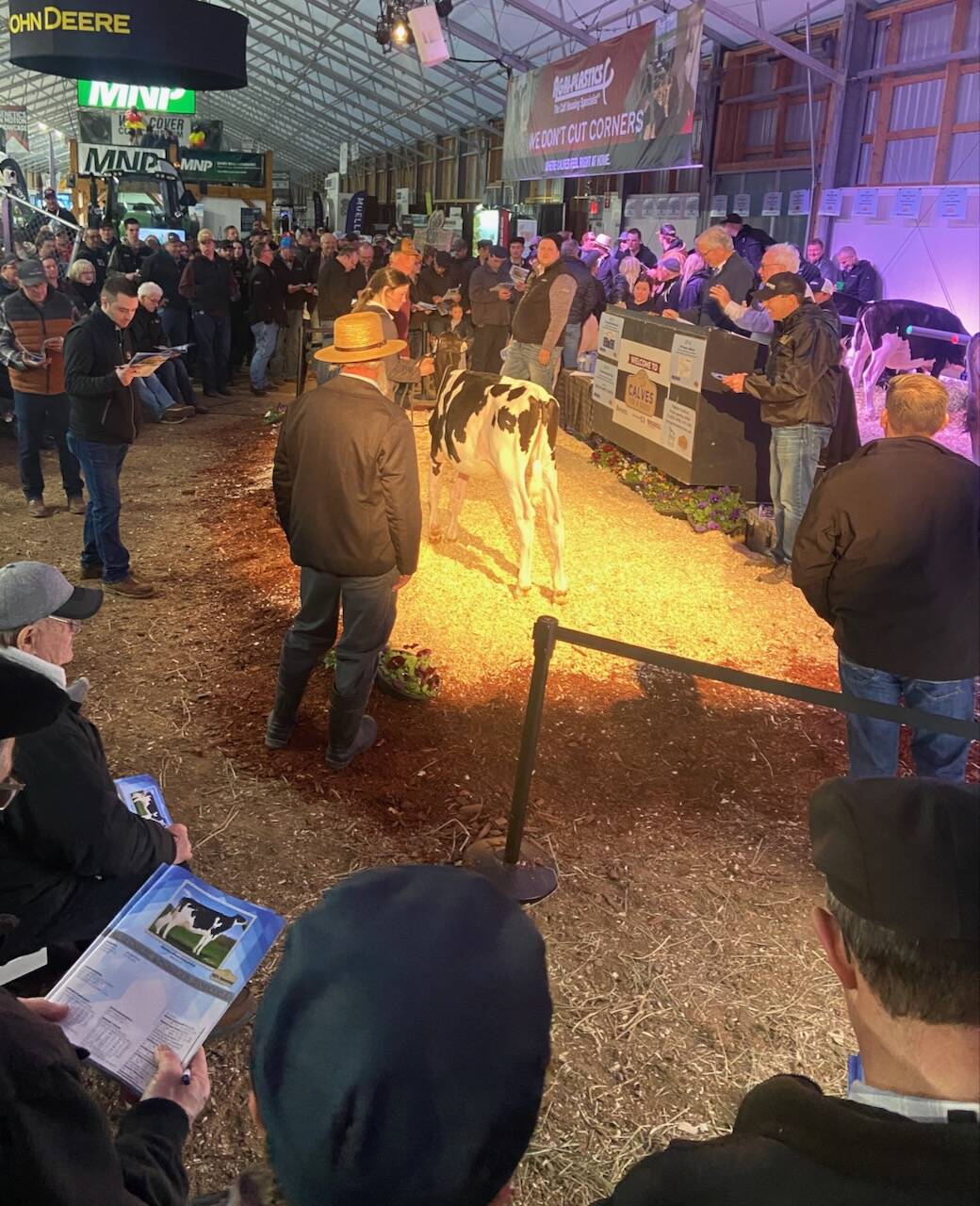 The spotlight was on the heifer calves at the 2025 Calves for a Cause sale at the Canadian Dairy Xpo.