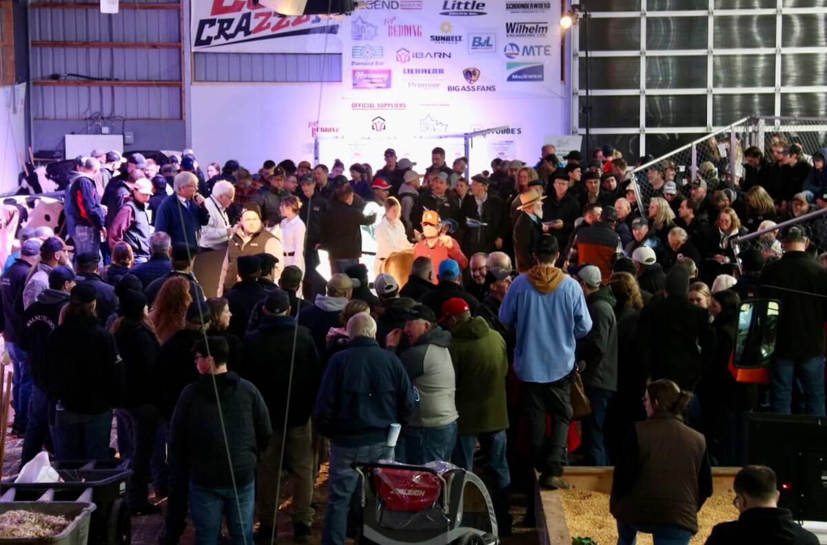 The crowd was tight around the sales ring at the 2025 Calves for a Cause sale at the Canadian Dairy Xpo.