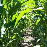 The struggle to produce fertilizer in Ontario