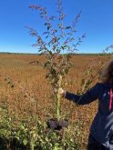 Waterhemp’s foothold in Canada has grown, with hotbed municipalities in eastern Manitoba. The herbicide mix promised by Vyconic may help beat back the problem weed.