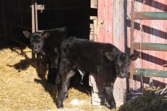 Proper hydration called key to scours treatment