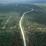 FILE PHOTO: An aerial photo of a palm oil plantation in Batanghari, Jambi province, Sumatra island, Indonesia November 28, 2018. Antara Foto/Wahdi Septiawan/via REUTERS