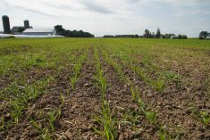 Organic matter and acidity play key roles in micronutrient release