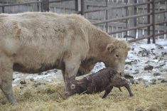 Enhanced calving biosecurity pays off