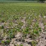 Chinese tariffs could mess with U.S. soybean plans