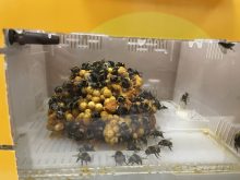 Bugs to the rescue