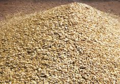 One commodity group in Vancouver said its feed barley was about C$8 per bushel for Alberta. Photo: File
