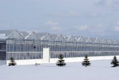 Precise CO2 misting can grow greenhouse yield