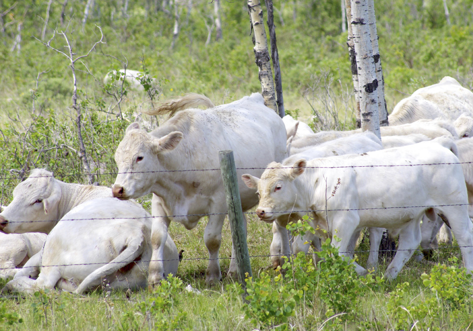 Cattle graze in Manitoba’s Parkland region.  Photo: Alexis Stockford
