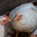 white broiler chickens in the farm yard