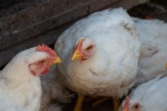white broiler chickens in the farm yard